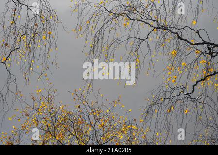 autumn silver birch leaves against grey sky, Scotland, UK Stock Photo
