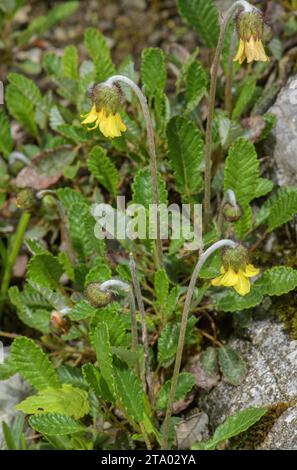 Yellow mountain-avens, Dryas drummondii, in flower. Arctic USA. Stock Photo