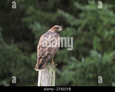 watchful lone adult Common Buzzard sitting on fencepost perch on the isle of Mull, Scotland,UK Stock Photo