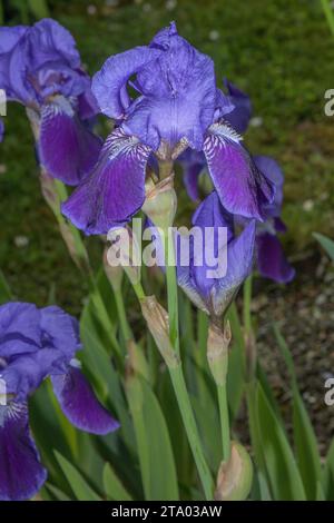 German bearded iris, Iris x germanica, in flower. Garden origin. Stock Photo