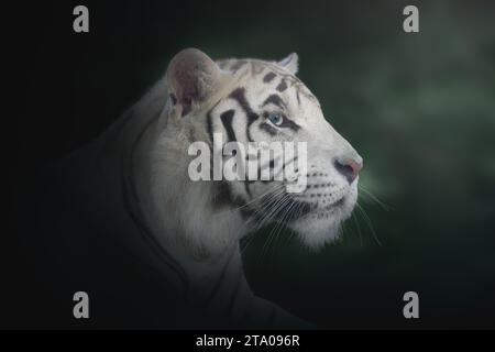 White Tiger (Panthera tigris) - Leucistic Tiger Stock Photo
