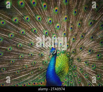 Peacock with open tail - Indian Peafowl (Pavo cristatus) Stock Photo