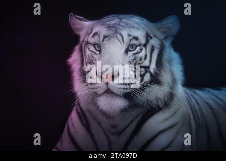White Tiger (Panthera tigris) - Leucistic Tiger Stock Photo