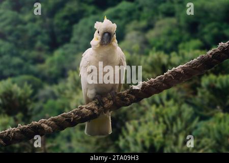 Sulphur-crested Cockatoo bird (Cacatua galerita) Stock Photo