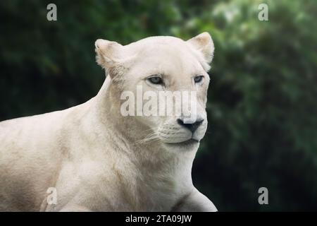 White Lioness (Panthera leo) - Leucistic Lion Stock Photo