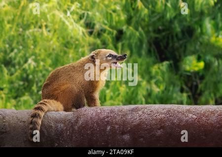 South American Coati (Nasua nasua) Stock Photo