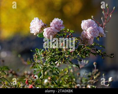 Sweet briar rose with rose hips in a flower bed in Norrköping during autumn in Sweden Stock Photo