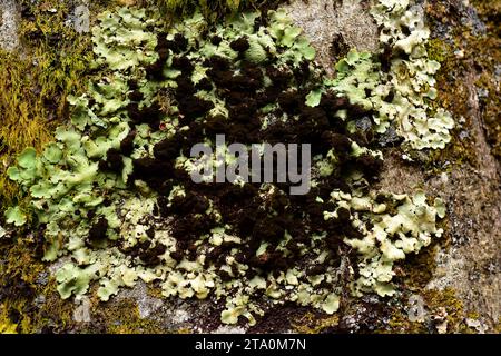 Foliose lichen Nephroma arcticum. Valle de Aran, Lleida province, Catalonia, Spain. Stock Photo