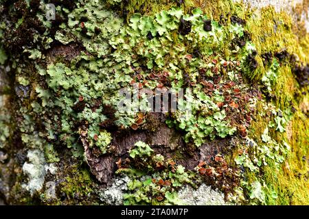 Foliose lichen Nephroma arcticum. Valle de Aran, Lleida province, Catalonia, Spain. Stock Photo