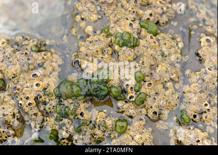 Codium coralloides green alga next to barnacles colony (Chthamalus sp.). This photo was taken in Cap Ras coast, Costa Brava, Girona province, Cataloni Stock Photo