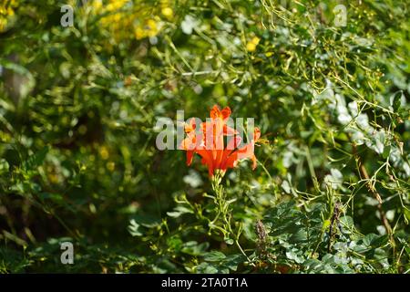 Cape honeysuckle or Tecoma capensis shrub with orange flowers Stock Photo