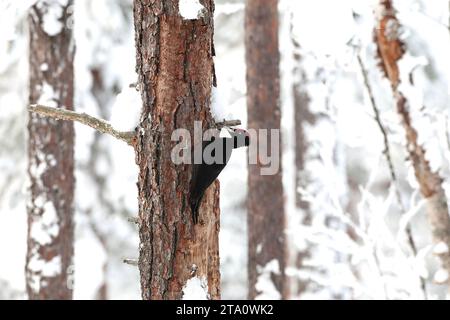 Wintering Black Woodpecker (Dryocopus martius) in Finnish taiga forest near Kuusamo during a cold winter. Stock Photo