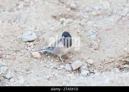 Male Oregon Dark-eyed Junco, Junco hyemalis, standing on the ground in California, USA. Stock Photo