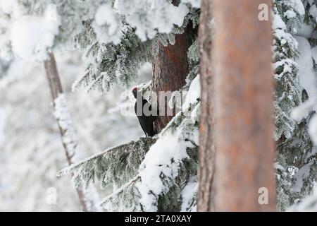 Wintering Black Woodpecker (Dryocopus martius) in Finnish taiga forest near Kuusamo during a cold winter. Stock Photo