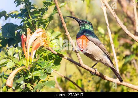 Breeding male Greater Double-collared Sunbird (Cinnyris afer), Wilderness, Western Cape, South Africa perched on Tecoma Stock Photo