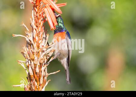 Breeding male Greater Double-collared Sunbird (Cinnyris afer), Wilderness, Western Cape, South Africa Stock Photo