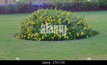 A Cluster of yellow color flowers in the garden Stock Photo