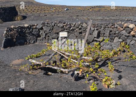 Winery El Grifo on volcanic Lanzerote  with a display of growing moscatel grapes on lava soil. In the background workers ar busy on the vineyard Stock Photo