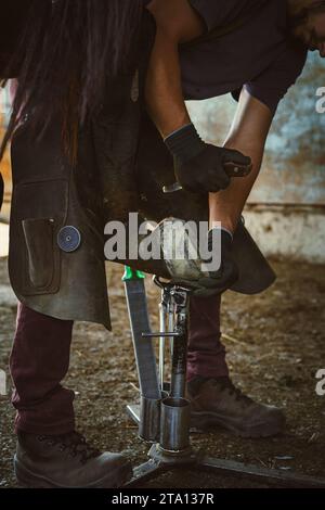 The farrier is preparing the hoof for horseshoeing. The farrier shortens the hoof wall and removes the excess hoof nails with hoof knife. Stock Photo