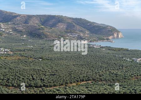 Olive groves overlooking sea, National park of Gargano, Puglia, Italy Stock Photo