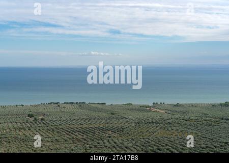 Elevated view of olive trees, Gargano National Park, Apulia, Southern Italy Stock Photo