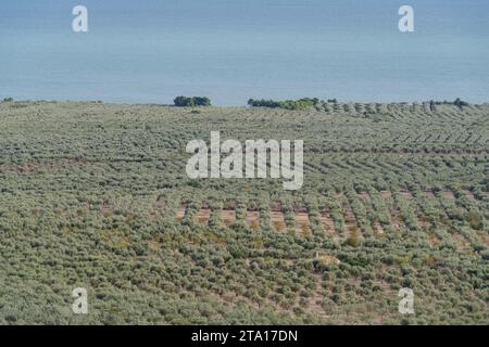 Elevated view of olive trees, Gargano National Park, Apulia, Southern Italy Stock Photo