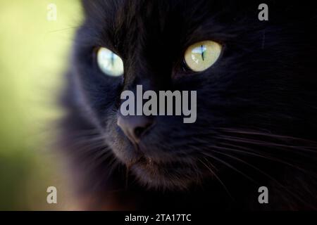 Zoom, face and black cat with serious look for animal view and green eyes outside. Fuzzy, soft and kitten closeup of small curious head with feline Stock Photo