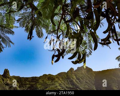 Carob Tree with pods and foliage. Natural intimate useful ornamental food tree portrait. Stock Photo