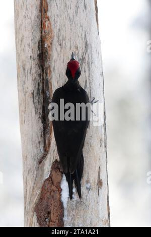 Wintering Black Woodpecker (Dryocopus martius) in Finnish taiga forest near Kuusamo during a cold winter. Stock Photo