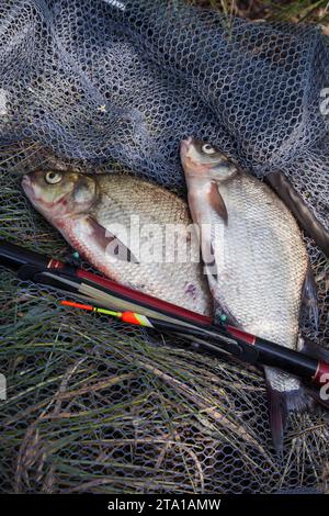 Catching fish - two big freshwater common bream known as bronze bream or carp bream (Abramis brama) with float rod on black fishing net. Stock Photo