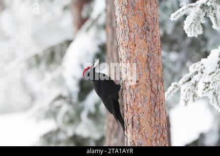 Wintering Black Woodpecker (Dryocopus martius) in Finnish taiga forest near Kuusamo during a cold winter. Stock Photo