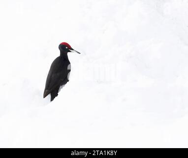 Wintering Black Woodpecker (Dryocopus martius) in Finnish taiga forest near Kuusamo during a cold winter. Stock Photo