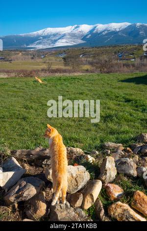 Two cats in the countryside. Stock Photo