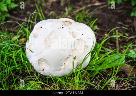 Giant Puffball (Calvatia gigantea) England,UK. Stock Photo