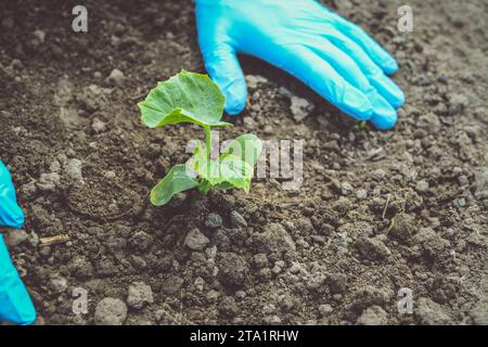 Man hands in blue gloves planting cucumbers and tomatoes Stock Photo