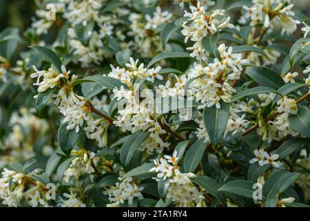 Osmanthus burkwoodii, Osmarea burkwoodii, Burkwood osmanthus, clusters of small white flowers in early spring / late winter Stock Photo