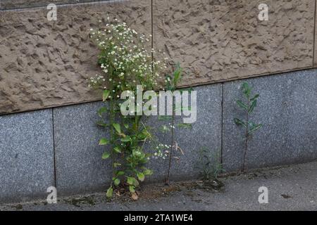 Einjähriges Berufkraut, Einjähriges Berufskraut,  Weißes Berufkraut, Feinstrahl, Einjähriger Feinstrahl, Feinstrahl-Berufkraut, Erigeron annuus, annua Stock Photo