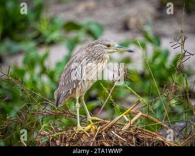 Juvenile Black-crowned Night Heron on the La Chua Trail in Paynes Prairie Preserve State Park in Gainesville Florida Stock Photo