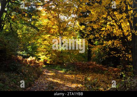 Autumn sunlight filtering through the golden leaves of beech trees lighting up the leaves already fallen on a woodland track in Somerset. Stock Photo