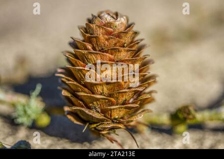 Macro, open fir cone Stock Photo