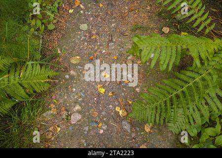 Top view of a gravel path in a forest with fallen leaves Stock Photo