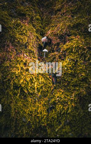 Small white fungi growing through the moss-covered bark of a beech (Fagus sylvatica), Jena, Thuringia, Germany Stock Photo