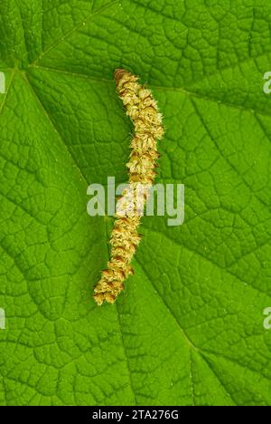 A catkin, probably from a Birch tree overhead has fallen on and sits of a Thimbleberry leaf, Door County, Wisconsin Stock Photo