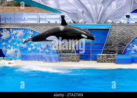 Orca Stadium Dressed killer whale (Orcinus orca), Shamu Stadium, SeaWorld, San Diego ...