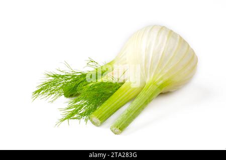 Fresh fennel bulb isolated on white background Stock Photo