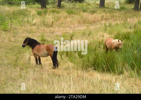 29.06.2021 Pferde Deutschland/ Sachsen Anhalt/ Altmark/ Altmarkkreis Salzwedel/ Stadt Klötze/ Ortsteil Neuferchau/ an der großen Röte/ ausgetrockneter Dorfteich/ 2 Pferde auf der Weide *** 29 06 2021 horses Germany Saxony Anhalt Altmark Altmarkkreis Salzwedel town Klötze district Neuferchau an der großen Röte dried up village pond 2 horses in the pasture Credit: Imago/Alamy Live News Stock Photo