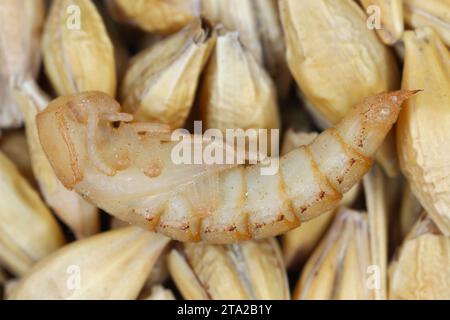 Yellow mealworm -Tenebrio molitor, pupa of insect storage pest on cereal grain. Stock Photo