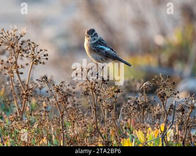 Female European Stonechat (Saxicola rubicola) Paphos, Cyprus Stock Photo