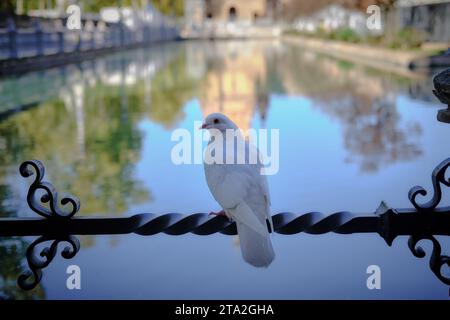 White Dove Stock Photo