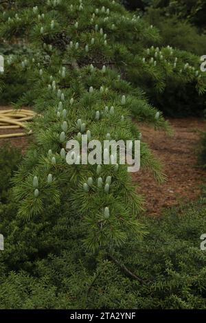 Branches of Atlas Cedar Cedrus atlantica 'Glauca Group' Stock Photo